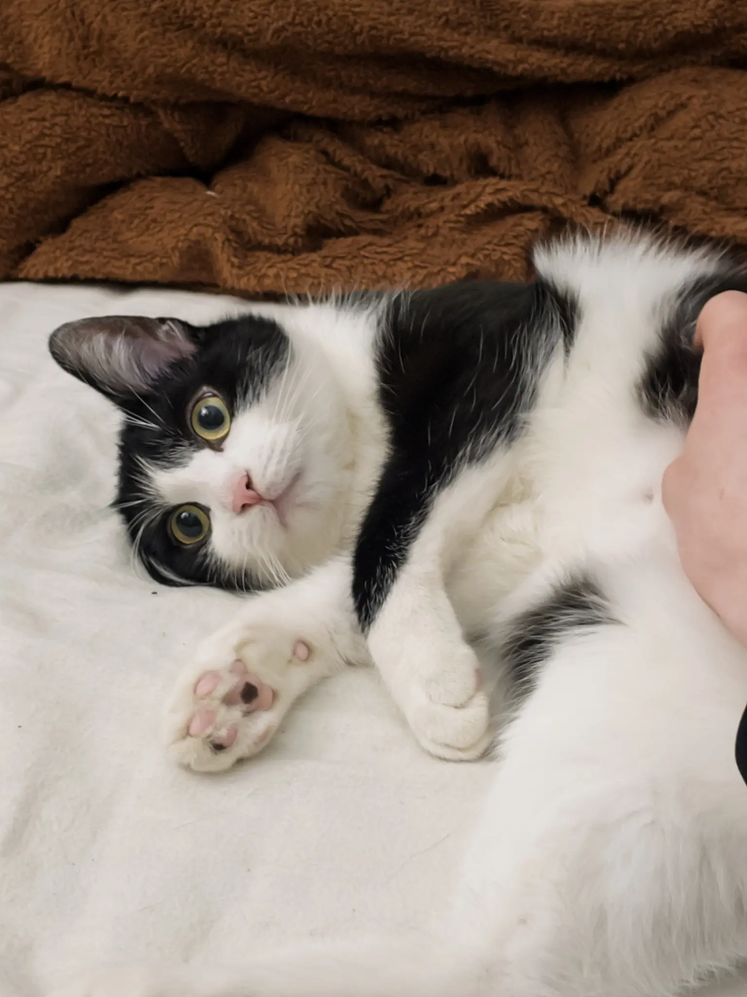 A black and white cat laying on a bed with white sheets and a brown fluffy blanket. The cat is laying on its side and back, showing his white, fluffy tummy and his pink and black toe beans. The cat is laying on one of it ears, with the other ear perched up to listen.