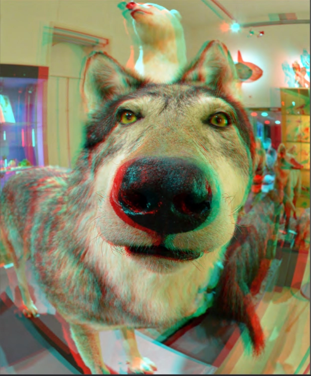 anaglyph image of some kind of dog or wolf... sniffing the camera perhaps?