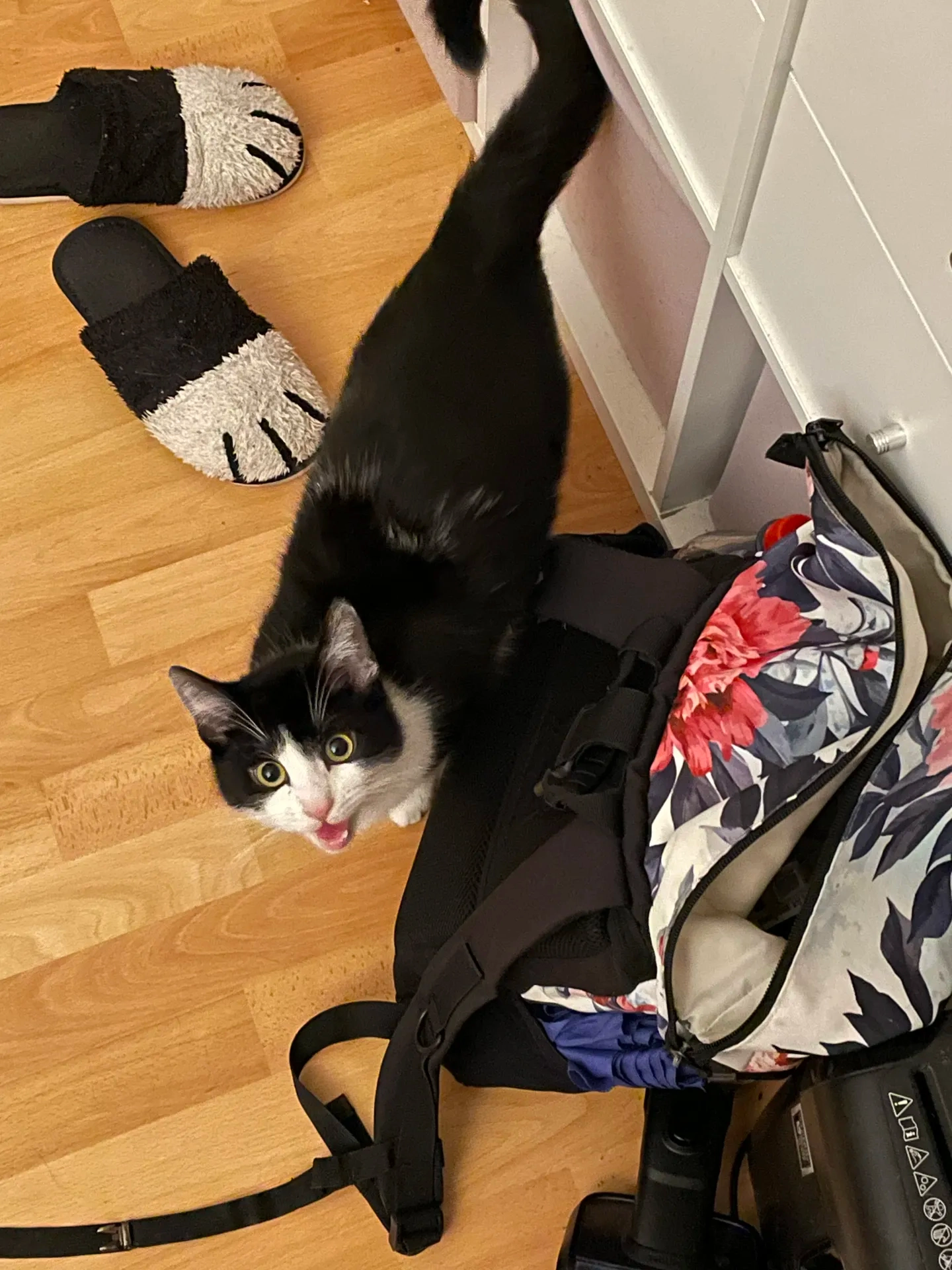 Photograph of a black and white tuxedo cat with a question-mark tail looking excited in a positive manner. picture taken from above. cat looking at camera. the cat is meowing and its mouth is open. its nose is pink