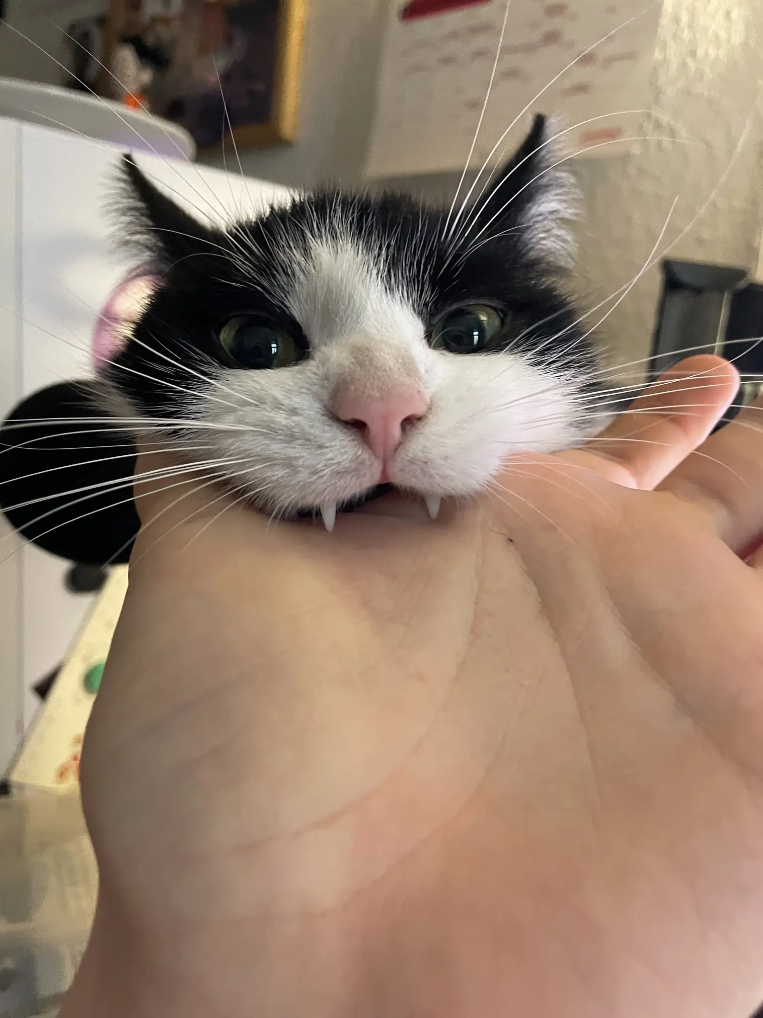 A black and white tuxedo cat with a pink nose. Only its head is visible behind the palm of a hand that is extended to reach the cat. The cat is biting the hand. The two large corner teeth of the cat are clearly visible. The cat has long, white whiskers on its nose and eyebrows, and has airplane ears